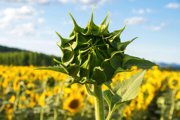 Young closed green sunflower, still growing 