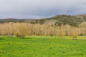 Spring landscape of green fields and meadows with grazing cows, poplar grove and hills 