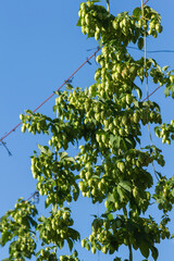 Flowers in the hop plant in the near time to your collection