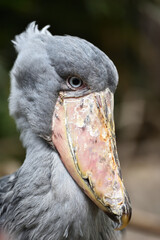 Shoebill, a big bird in Africa