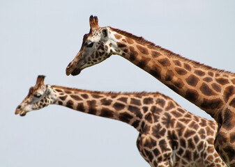 portrait of a giraffe