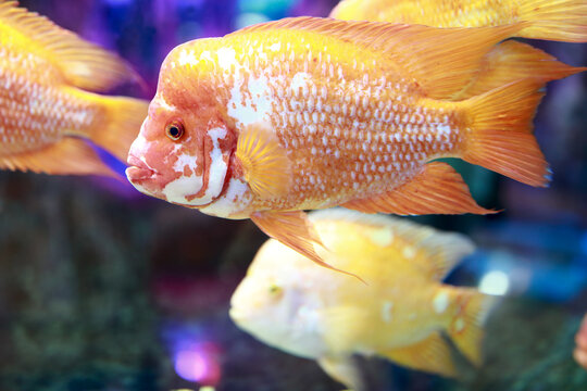 Amphilophus citrinellus fish in aquarium