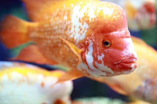 Details of Amphilophus citrinellus fish