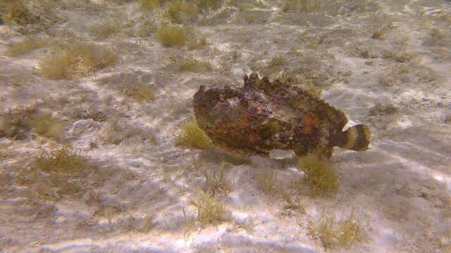 Stonefish slowly swim above sandy seabed among the algae in the sunrays. Reef Stonefish (Synanceia verrucosa). Slow motion