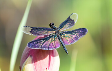 Colorful winged dragonfly perched on a lotus bud, Rhyothemis fuliginosa