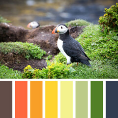 Puffin Palette