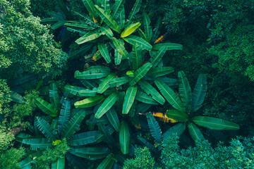 Fototapeta na wymiar Aerial view of tropical forest in summer