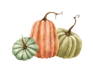 set of watercolor illustrations vegetarian meal green and orange pumpkins. vegetables on a white background, hand painted