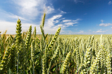 real organic green wheat