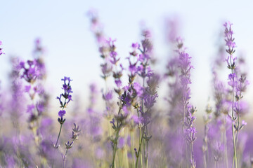 Obraz na płótnie Canvas Close up photo of many lavender flowers. Selective focus.