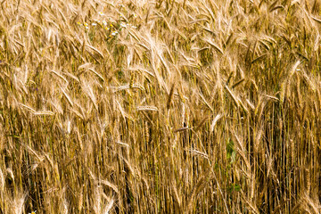 yellowing wheat in summer