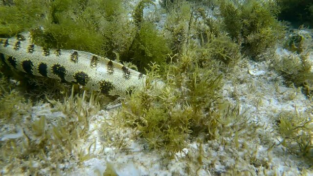 Snowflake moray or Starry moray ell (Echidna nebulosa) swims above seabed covered with Peacock's tail (Padina pavonica), Brown algae (Sargassum sp.) and Red algae (Liagora viscida)