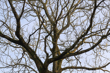bare tree trunk