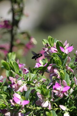 Black Bees of Turkey. Flowers. Summer in Turkey. Insects.  Bumblebee