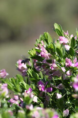 Black Bees of Turkey. Flowers. Summer in Turkey. Insects.  Bumblebee