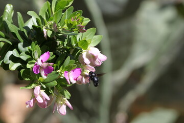 Black Bees of Turkey. Flowers. Summer in Turkey. Insects.  Bumblebee