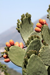Cactus fruits. Prickly pear cactus on the cliff. 
