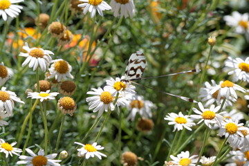 Butterfly in Turkey. Mayfly. Insects. Сhamomile. Flowers. Nature