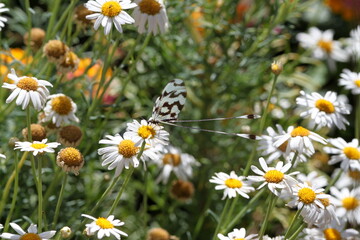 Butterfly in Turkey. Mayfly. Insects. Сhamomile. Flowers. Nature