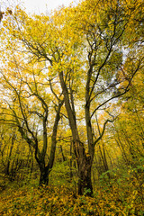 Fototapeta premium specific autumn weather