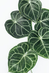 Green foliage on a white background