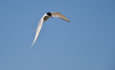 Küstenseeschwalbe im Flug 