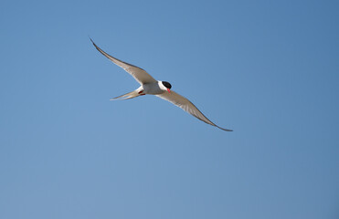 Küstenseeschwalbe im Flug 