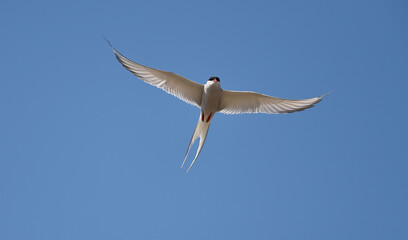 Küstenseeschwalbe im Flug 