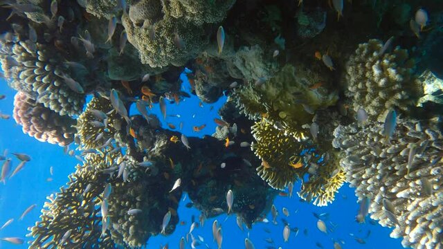 VERTICAL VIDEO: Colorful tropical fishes on beautiful coral reef. Arabian Chromis (Chromis flavaxilla) and Lyretail Anthias (Pseudanthias squamipinnis). Camera moving forward approaching a coral reef
