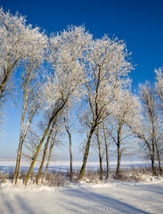 trees in winter