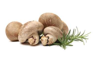 Shiitake mushroom on the White background 