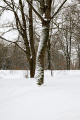 deciduous trees after snowfall