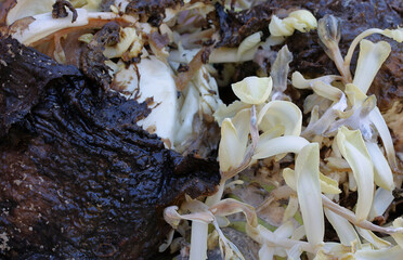Yellow leaves on a rotten cabbage head