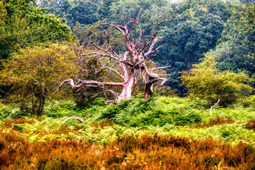 strange tree in the forest