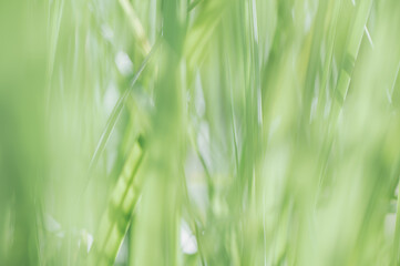 Dekorative Details, Makro von helles Gras. Sehr geringe Schärfentiefe, selektiver Fokus