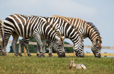 three zebras