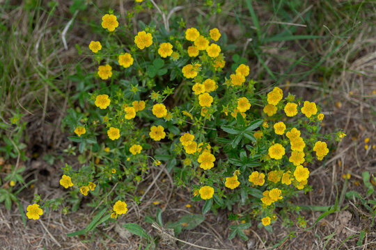 golden cinquefoil (Potentilla aurea) is a species of flowering plant in the Rosaceae family that grows in the highlands of the Carpathian Mountains.