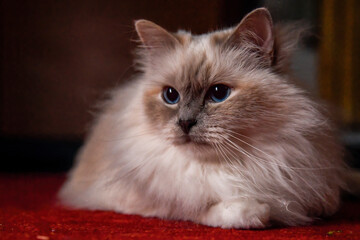 Sacred Birman cat