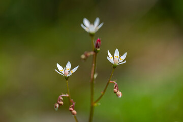 Saxifraga stellaris, the starry saxifrage or hairy kidney-wort, is an Arctic – alpine species of saxifrage that grows in the highlands of the Carpathians.