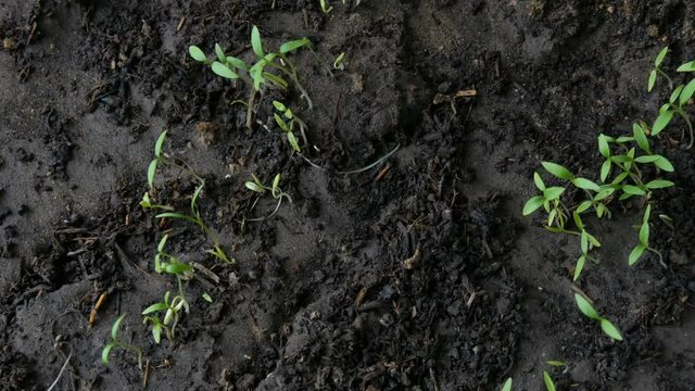 Small shoots of plant grow in the ground