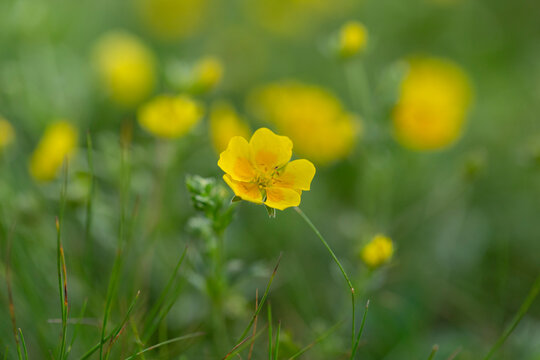 golden cinquefoil (Potentilla aurea) is a species of flowering plant in the Rosaceae family that grows in the highlands of the Carpathian Mountains.