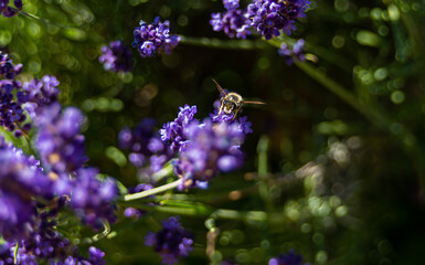 Obraz premium bee collecting nectar on lavender in July