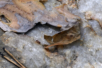 An ant on a forest stone on a summer day