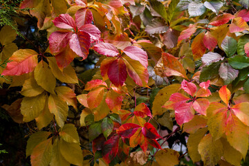 autumn bright red-yellow and green ivy. Fall background, bright colorful autumnal foliage