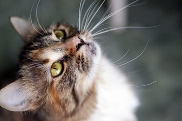 Fototapeta premium muzzle of the cat's head looks up in close-up