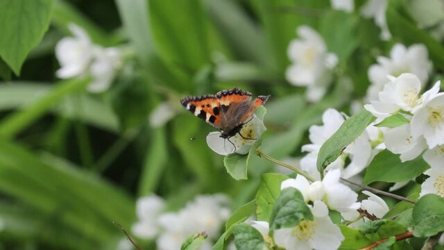 An orange painted Aglais Urticae butterfly feeding on nectar on white flowers in a garden.
Green blurred background. A warm summer day in nature.