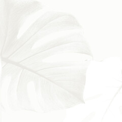 Monstera leaf on a white background design resource