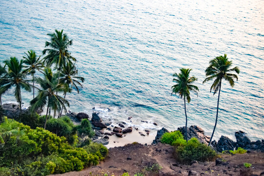 High Angle View Of Palm Trees On Beach