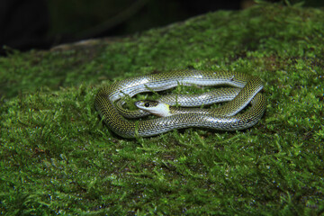 Twin spotted wolf snake, Lycodon jara, Assam, India