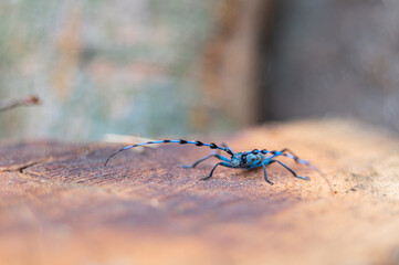 Rosalia alpina Rosalia longicorn bug outdoor in Hungary